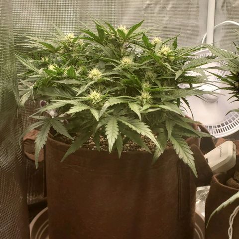 Zkittlez growlog timeline photo