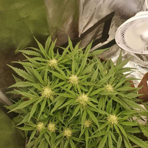 Zkittlez growlog timeline photo
