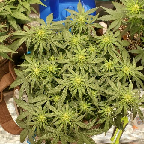 Gorilla Cookies growlog timeline photo