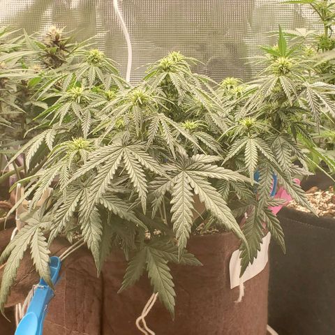 Gorilla Cookies growlog timeline photo
