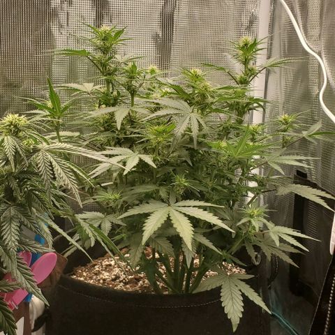 Think Different growlog timeline photo