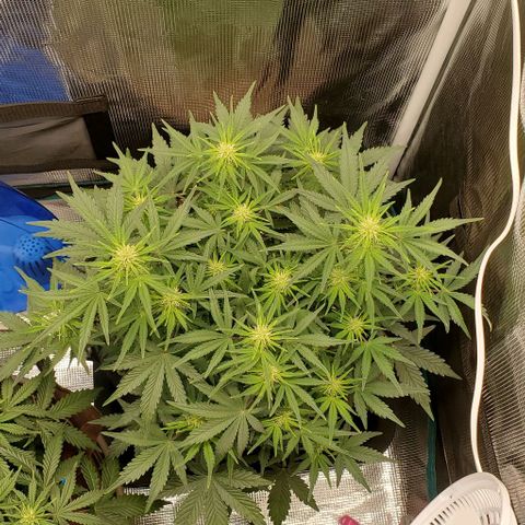Think Different growlog timeline photo