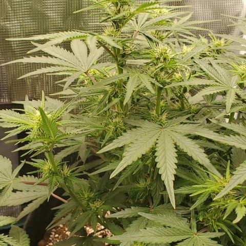 Think Different growlog timeline photo