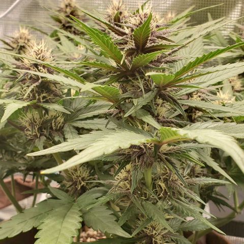 Purple Lemonade growlog timeline photo