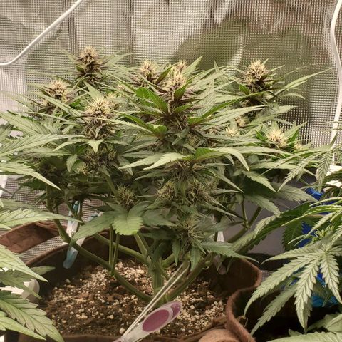 Purple Lemonade growlog timeline photo