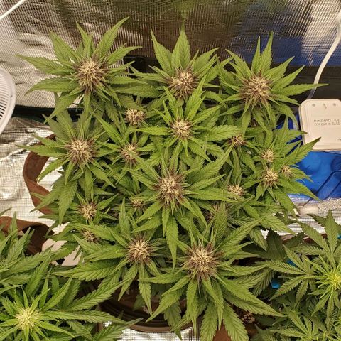 Purple Lemonade growlog timeline photo