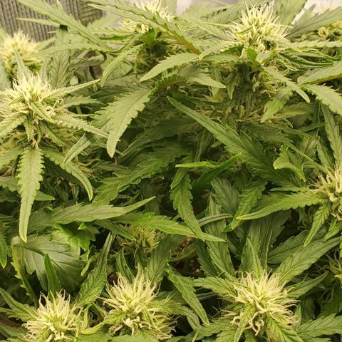 Zkittlez growlog timeline photo