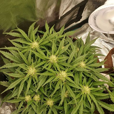Zkittlez growlog timeline photo