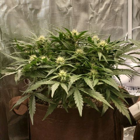 Zkittlez growlog timeline photo