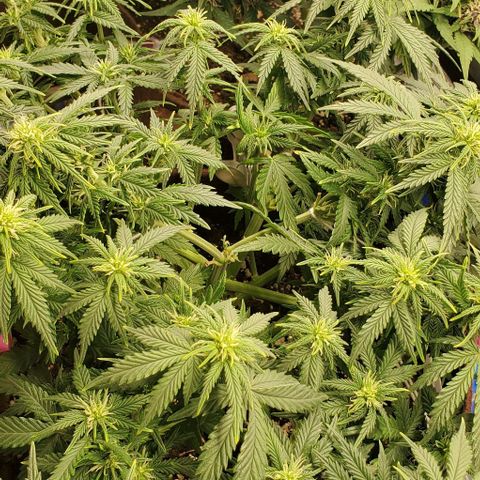 Gorilla Cookies growlog timeline photo