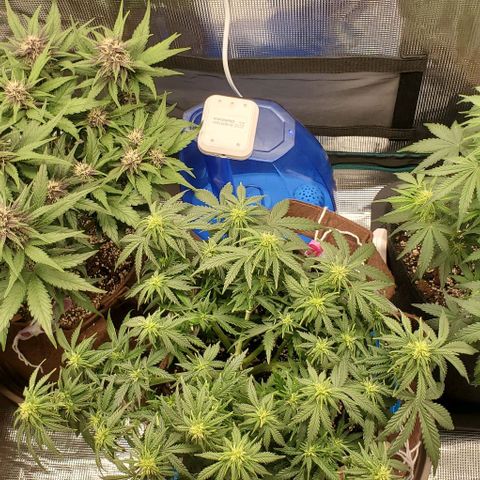 Gorilla Cookies growlog timeline photo