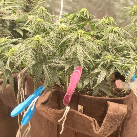 Gorilla Cookies growlog timeline photo