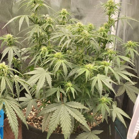 Think Different growlog timeline photo