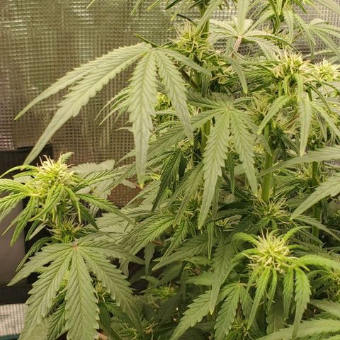 Think Different growlog timeline photo