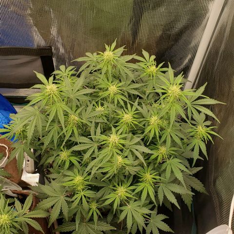 Think Different growlog timeline photo