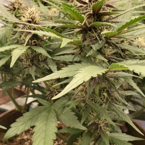 Purple Lemonade growlog timeline photo