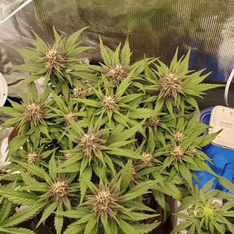 Purple Lemonade growlog timeline photo