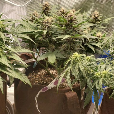 Purple Lemonade growlog timeline photo