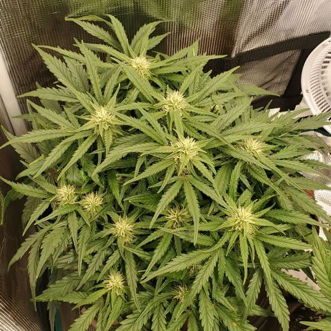 Zkittlez growlog timeline photo