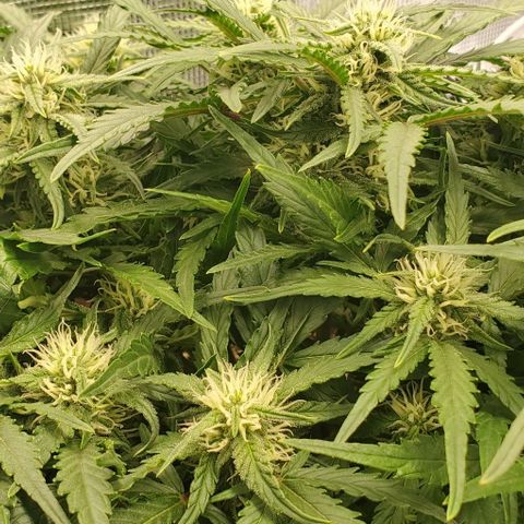 Zkittlez growlog timeline photo