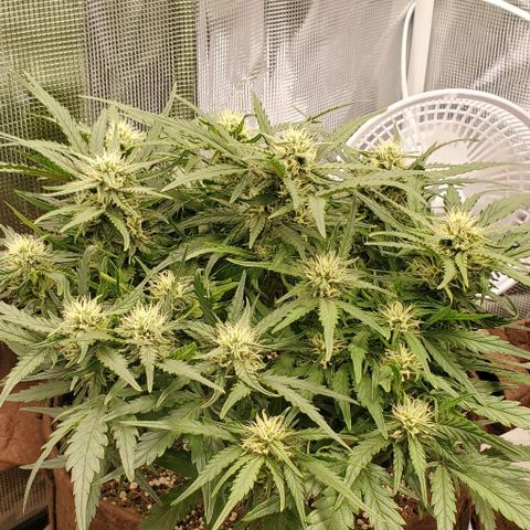 Zkittlez growlog timeline photo