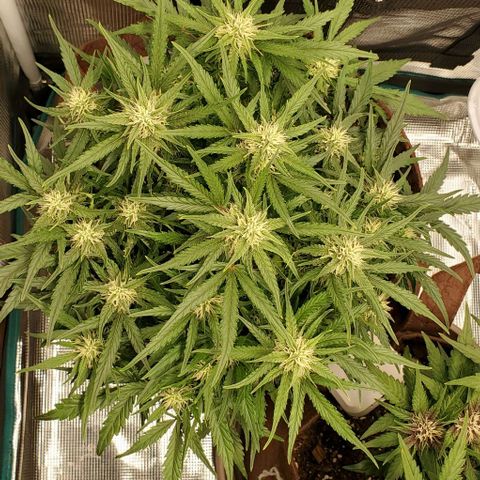 Zkittlez growlog timeline photo
