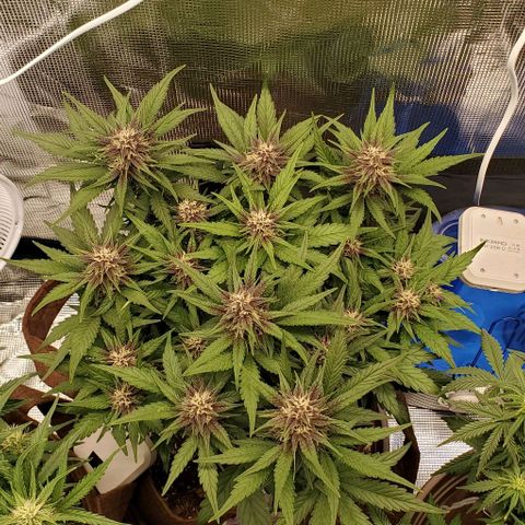 Purple Lemonade growlog timeline photo