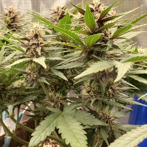 Purple Lemonade growlog timeline photo