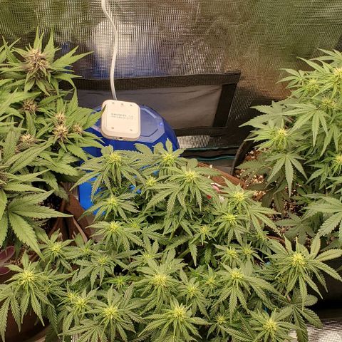 Gorilla Cookies growlog timeline photo