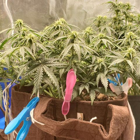 Gorilla Cookies growlog timeline photo