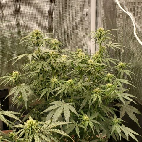 Think Different growlog timeline photo