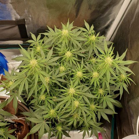 Think Different growlog timeline photo