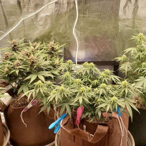 Purple Lemonade growlog timeline photo