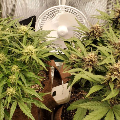 Purple Lemonade growlog timeline photo
