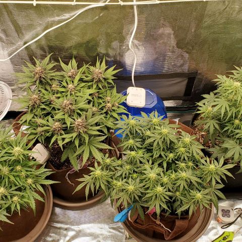Purple Lemonade growlog timeline photo
