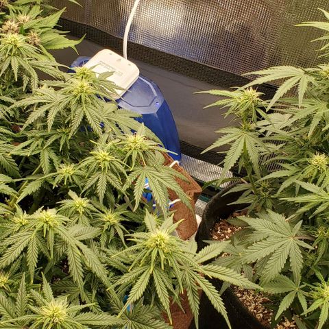 Purple Lemonade growlog timeline photo
