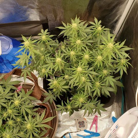 Purple Lemonade growlog timeline photo