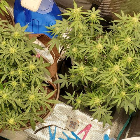 Purple Lemonade growlog timeline photo
