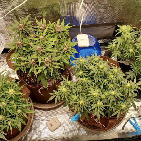 Purple Lemonade growlog timeline photo