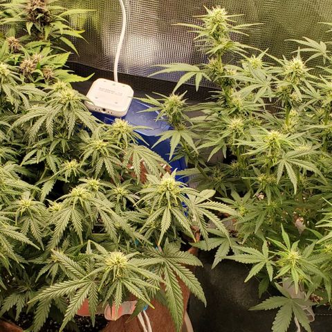 Purple Lemonade growlog timeline photo