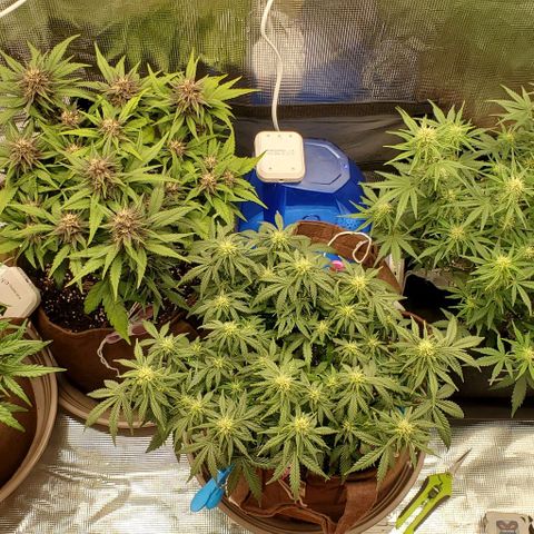 Purple Lemonade growlog timeline photo