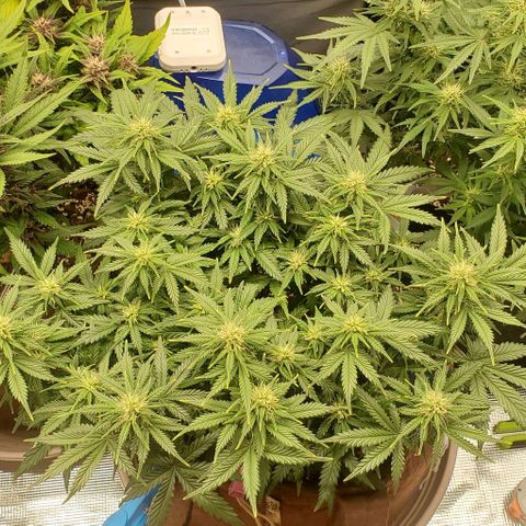 Gorilla Cookies growlog timeline photo