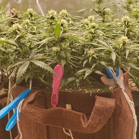 Gorilla Cookies growlog timeline photo