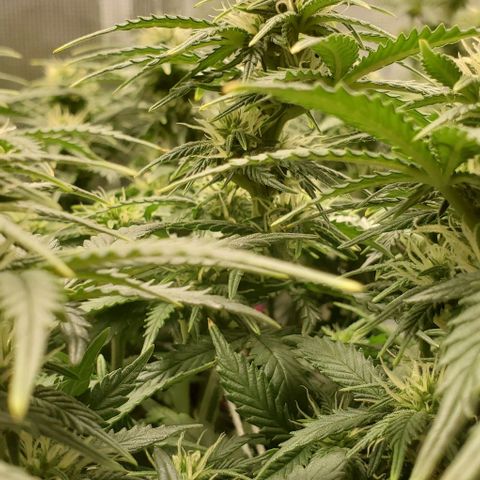 Gorilla Cookies growlog timeline photo