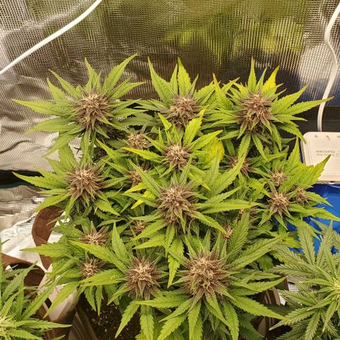 Purple Lemonade growlog timeline photo