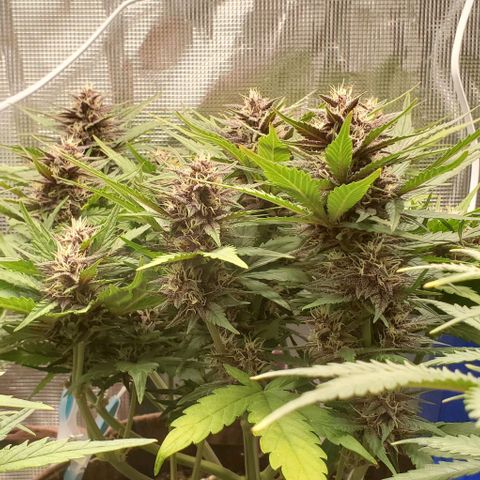 Purple Lemonade growlog timeline photo