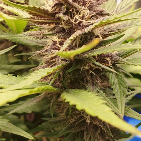 Purple Lemonade growlog timeline photo