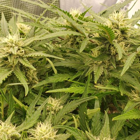Zkittlez growlog timeline photo