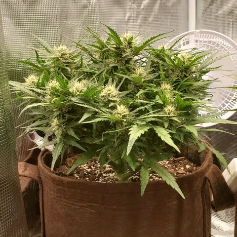 Zkittlez growlog timeline photo