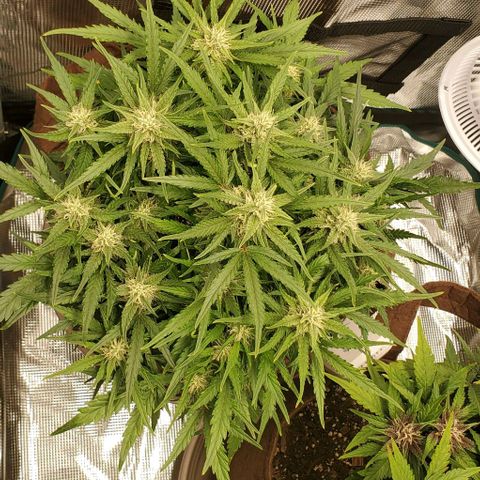 Zkittlez growlog timeline photo